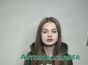 Antoniacordner