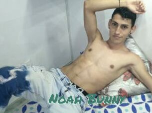 Noah_Bunny