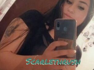 Scarlethrush