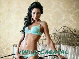 Wild_Caracal